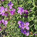 Aubrieta pinardi (żagwin Pinarda)