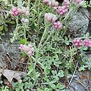 Antennaria media