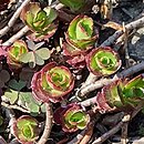 Phedimus spurius Roseum