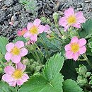 Fragaria Frel