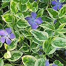 Vinca major Variegata