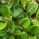 Lonicera crassifolia (wiciokrzew płożący)