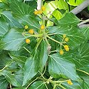 Hedera helix Poetica Arborea
