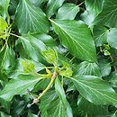 Hedera helix Buchlovice AF