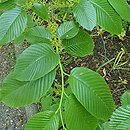 Rhamnus imeretinus (szakłak wielkolistny)