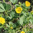 Potentilla fragiformis (pięciornik poziomkowaty)
