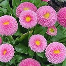 Bellis perennis Tasso Red