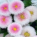 Bellis perennis Bellissima Rose Bicolour