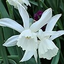 Narcissus Pueblo