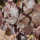 Fagus sylvatica s.str. Rohan Obelisk