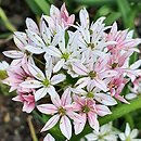 Allium trifoliatum