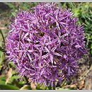 Allium hort. Globemaster