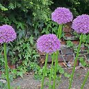 Allium hort. His Excellency