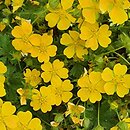 Potentilla crantzii Goldrausch