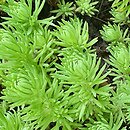 Sedum stenopetalum