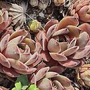 Sempervivum Granat
