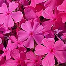 Phlox subulata McDaniel's Cushion