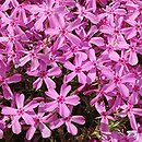 Phlox subulata Nettleton Variation