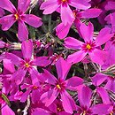Phlox subulata Rotraut
