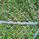 Cotoneaster horizontalis (irga pozioma)