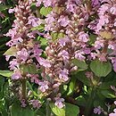 Ajuga reptans Rosea