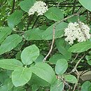 Viburnum schensianum