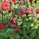 Geum Flames of Passion