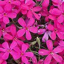 Phlox subulata Gypsys Blood