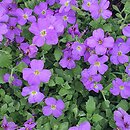 Aubrieta parviflora