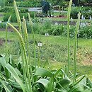 Eremurus robustus (pustynnik olbrzymi)