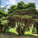 Picea abies Nidiformis