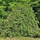 Picea abies Inversa