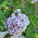 Syringa vulgaris Leon Gambetta
