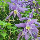 Clematis Jiska