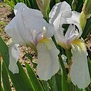 Iris hort. Florentina Alba
