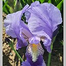 Iris hort. Florentina Coerulea