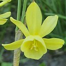Narcissus Hawera