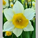 Narcissus Topolino