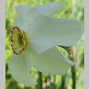 Narcissus Recurvus
