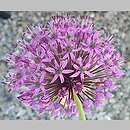 Allium hort. Mars