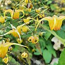 Epimedium Amber Queen