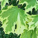 Acer platanoides Drummondii