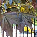 Acer platanoides Crimson King