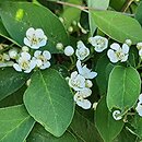 Cotoneaster hebephyllus var. hebephyllus (irga przewalskiego)