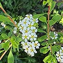 Spiraea crenata (tawuła karbowana)