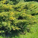 Juniperus ×pfitzeriana Blue and Gold