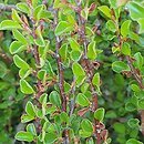 Cotoneaster adpressus Little Gem