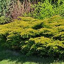 Juniperus ×pfitzeriana Mathot