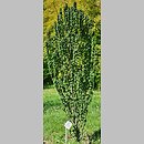 Cornus sanguinea Compressa