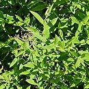 Spiraea ×concinna